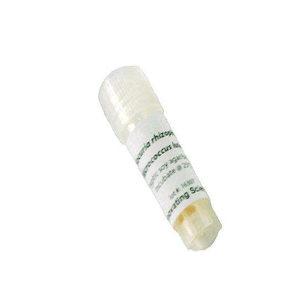 Staphylococcus Epidermidis Freeze Dried W/O Transfer Med -IS3806